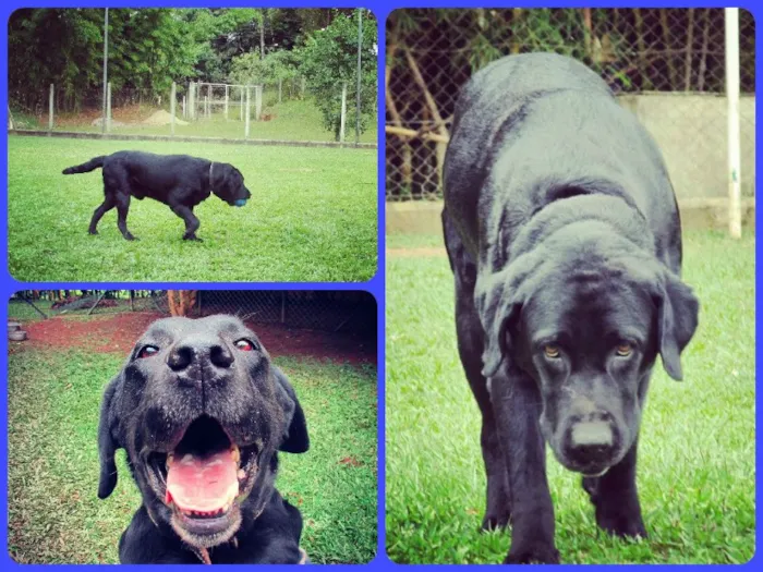 Cachorro ra a Labrador idade 5 anos nome Scott