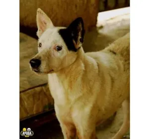 Cachorro raça SRD idade 6 ou mais anos nome Luís