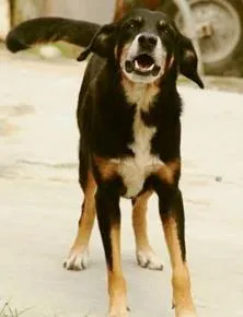 Cachorro raça SRD idade 6 ou mais anos nome Mailon