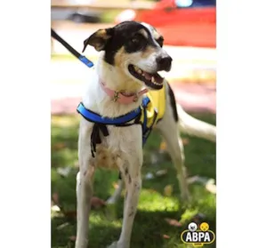 Cachorro raça SRD idade 4 anos nome Maria Odete