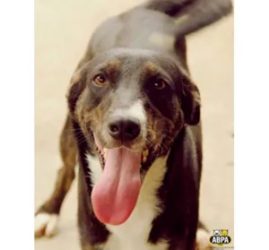 Cachorro raça SRD idade 2 anos nome Miró