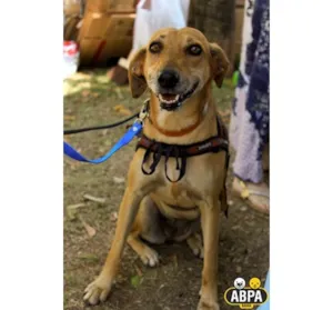 Cachorro raça SRD idade 3 anos nome Nuna