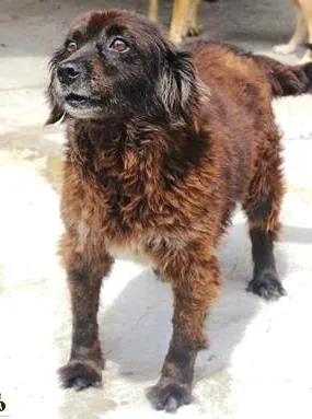 Cachorro raça SRD idade 6 ou mais anos nome Lobinho