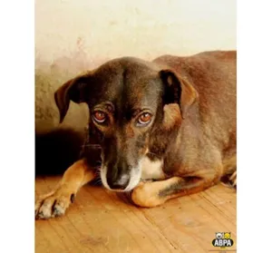 Cachorro raça SRD idade 5 anos nome Paçoca