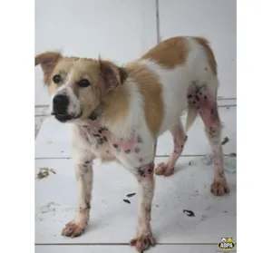 Cachorro raça SRD idade 4 anos nome Peladinho