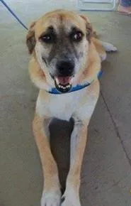 Cachorro raça SRD idade 4 anos nome Perseu