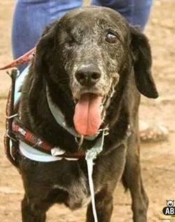 Cachorro raça SRD idade 6 ou mais anos nome Pirata