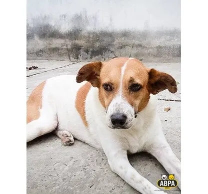 Cachorro raça SRD idade 6 ou mais anos nome Pirulito