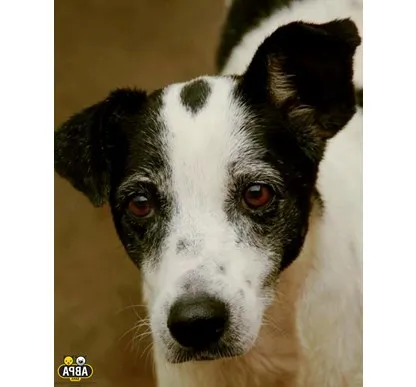 Cachorro raça SRD idade 6 ou mais anos nome Princesa