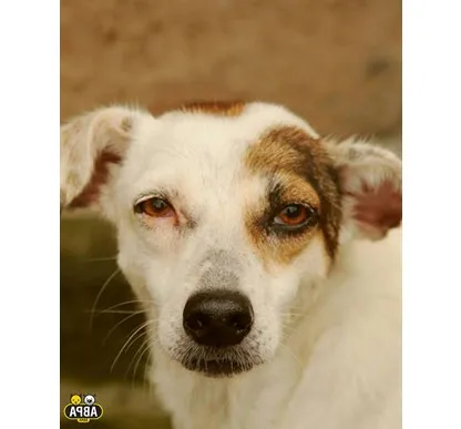 Cachorro raça SRD idade 5 anos nome Ravena