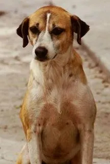 Cachorro raça SRD idade 4 anos nome Rouca