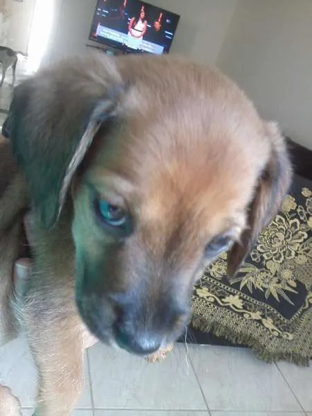 Cachorro raça SRD idade 2 a 6 meses nome Babies