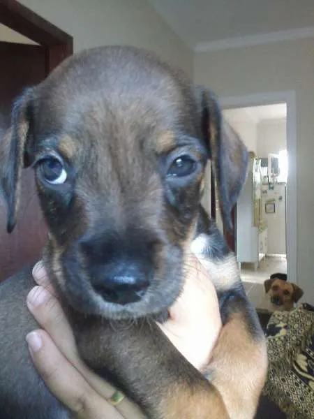 Cachorro raça SRD idade 2 a 6 meses nome Babies