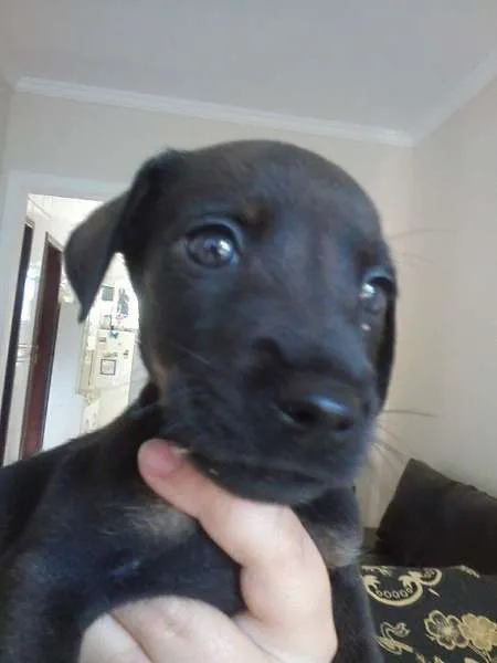 Cachorro raça SRD idade 2 a 6 meses nome Babies