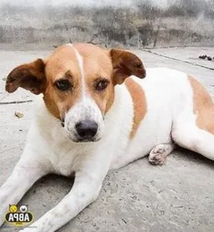 Cachorro raça SRD idade 6 ou mais anos nome Pirulito