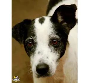 Cachorro raça SRD idade 6 ou mais anos nome Princesa