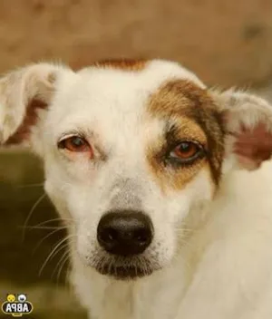 Cachorro raça SRD idade 5 anos nome Ravena