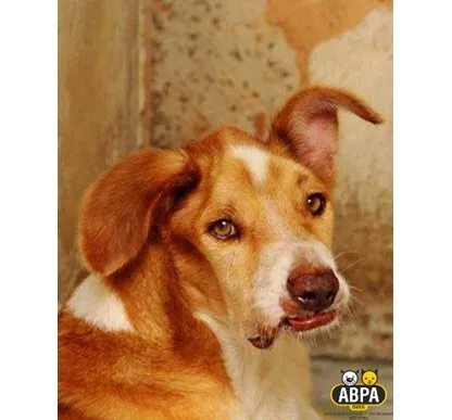 Cachorro raça SRD idade 6 ou mais anos nome Scooby