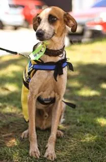 Cachorro raça SRD idade 6 ou mais anos nome Severino