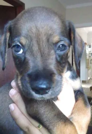 Cachorro raça SRD idade 2 a 6 meses nome Babies