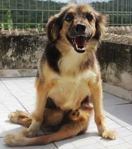 Cachorro raça SRD idade 6 ou mais anos nome Sortudo