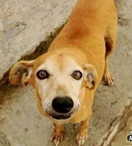 Cachorro raça SRD idade 4 anos nome Tulipa