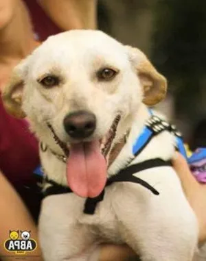 Cachorro raça SRD idade 4 anos nome Samantha