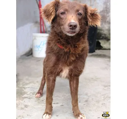 Cachorro raça SRD idade 6 ou mais anos nome Vanessa