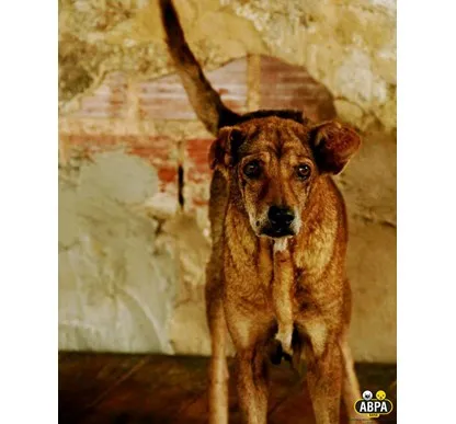 Cachorro raça SRD idade 6 ou mais anos nome Vitória