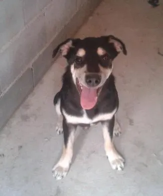 Cachorro ra a indefinida  idade 7 a 11 meses nome black 