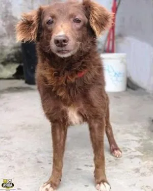 Cachorro raça SRD idade 6 ou mais anos nome Vanessa