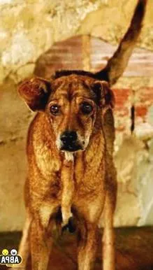 Cachorro raça SRD idade 6 ou mais anos nome Vitória