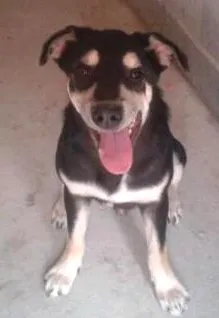 Cachorro raça indefinida  idade 7 a 11 meses nome black 