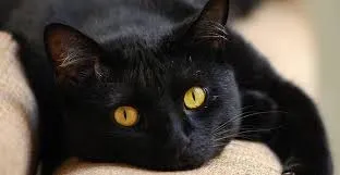 Gato ra a SRD idade 7 a 11 meses nome PELUDINHA
