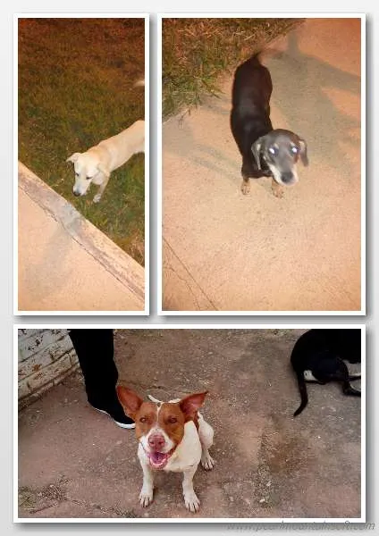 Cachorro ra a vira lata idade 7 a 11 meses nome sem nome