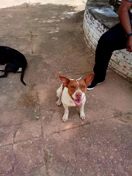 Cachorro ra a vira lata idade 7 a 11 meses nome sem nome