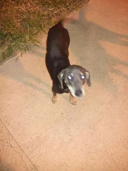 Cachorro ra a vira lata idade 7 a 11 meses nome sem nome