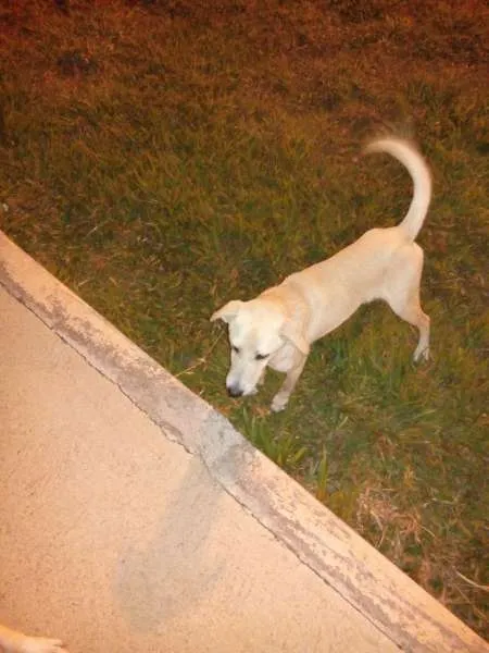 Cachorro ra a vira lata idade 7 a 11 meses nome sem nome