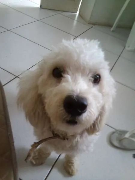 Cachorro raça Poodle idade 1 ano nome Jho