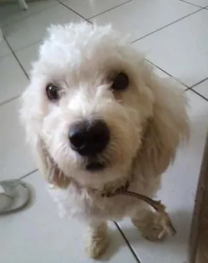Cachorro raça Poodle idade 1 ano nome Jho