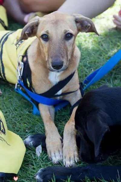 Cachorro raça SRD idade 7 a 11 meses nome Sol