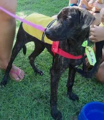 Cachorro raça SRD idade 7 a 11 meses nome Pablo