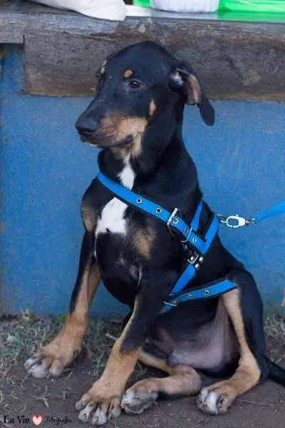 Cachorro raça SRD idade 7 a 11 meses nome Thor