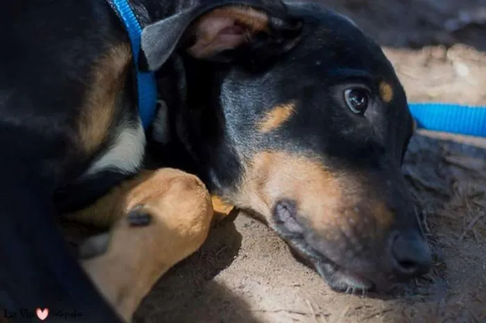 Cachorro raça SRD idade 7 a 11 meses nome Thor