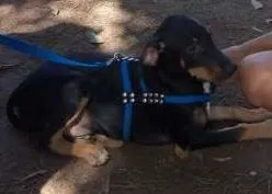 Cachorro raça SRD idade 7 a 11 meses nome Thor