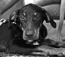 Cachorro raça SRD idade 7 a 11 meses nome Thor