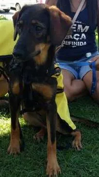 Cachorro raça SRD idade 7 a 11 meses nome Amora