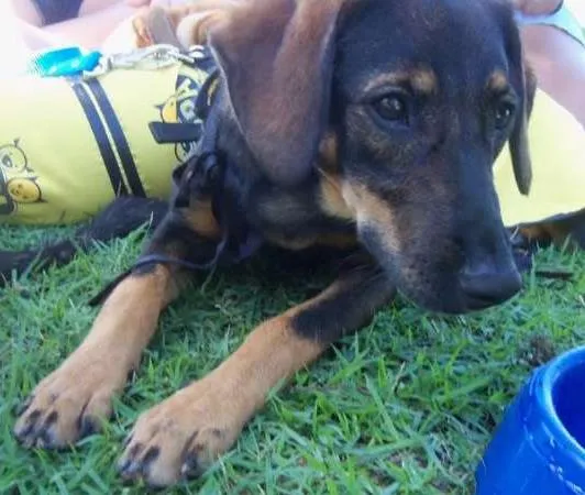 Cachorro raça SRD idade 7 a 11 meses nome Amora