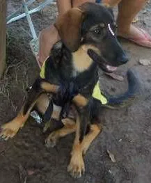 Cachorro raça SRD idade 7 a 11 meses nome Amora