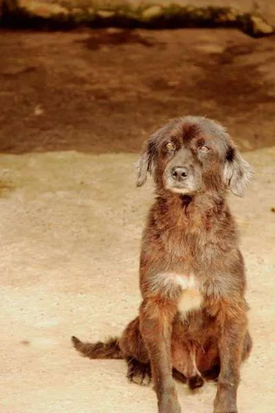 Cachorro raça SRD idade 6 ou mais anos nome Lobinho